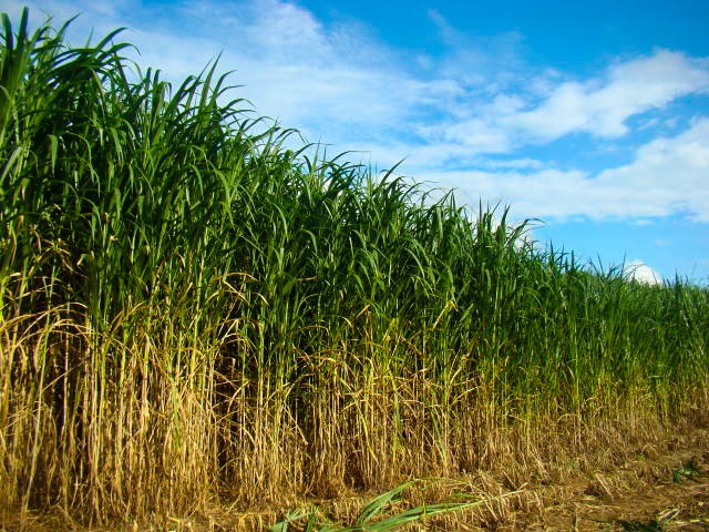 O BRS Capiaçu apresenta maior produção de matéria seca a um menor custo em relação ao milho e a cana-de-açúcar. - Reprodução/Internet