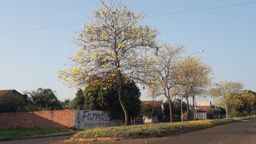 O frio intenso de temperaturas negativas e geada registrado nos últimos dias em Mato Grosso do Sul vai diminuindo - Talita Matsushita/JPNEWS