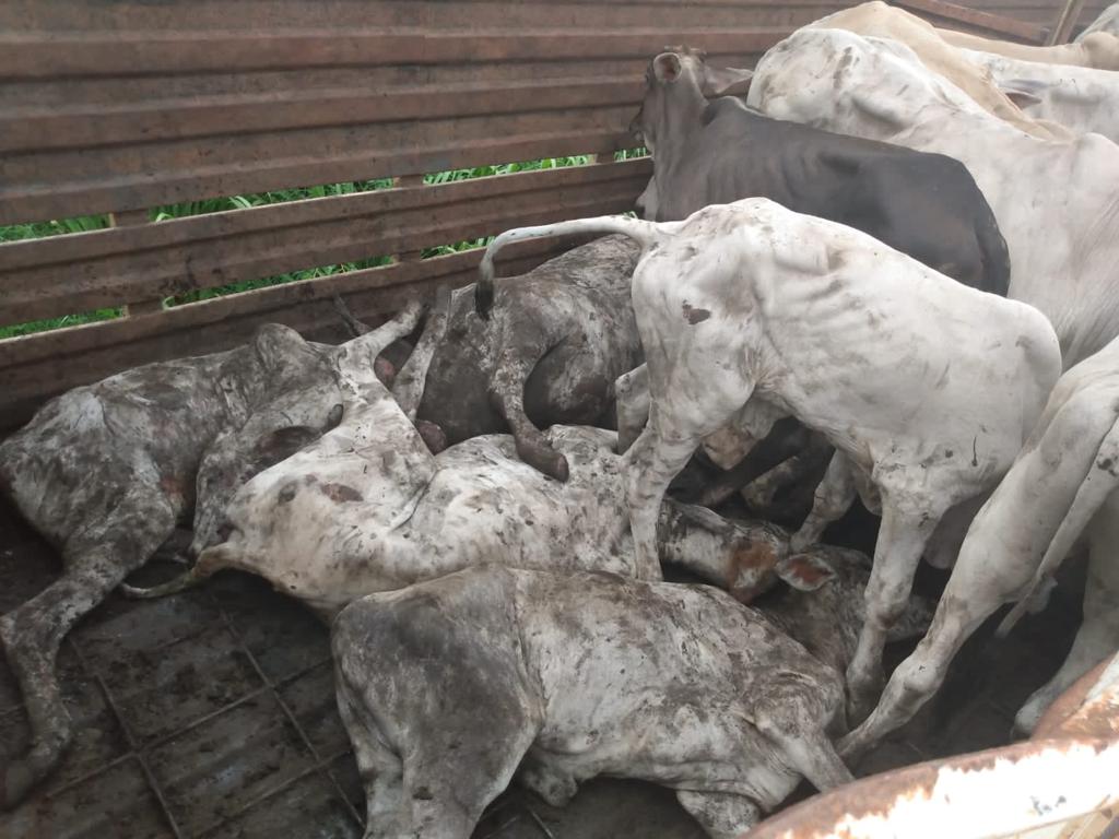 Gado morto em caminhão boiadeiro - Polícia Militar Ambiental