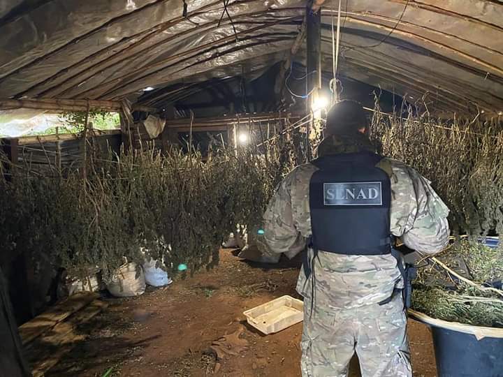 Ação da polícia paraguaia na região de fronteira - Foto: Divulgação/Senad