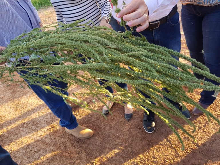 A planta pode atingir até dois metros de altura - Foto: IAGRO