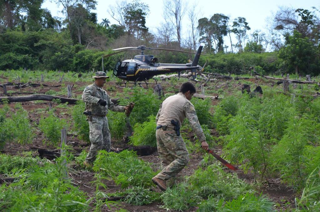 Policiais derrubam e queimam as plantações ilegais - Foto: Divulgação PF/MS