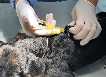 O serviço gratuito será ofertado apenas em cães e gatos. - Divulgação/Assessoria