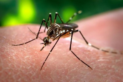 Secretaria de Saúde, divulgou o Boletim de Monitoramento da Dengue e da Leishmaniose, referente à 17ª semana de 2022. - Divulgação/Assessoria Secretaria de Saúde, divulgou o Boletim de Monitoramento da Dengue e da Leishmaniose, referente à 17ª semana de 2022. - Divulgação/Assessoria