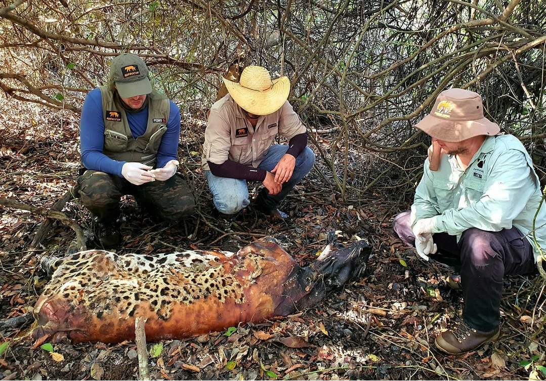 Onça-pintada encontrada envenenada em fazenda do pantanal de MS - divulgação Reprocon