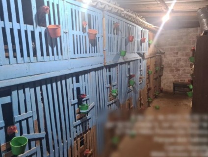 Criadouro clandestino fechado em Campo Grande, fazia o melhoramento genético - Foto: Divulgação PMA