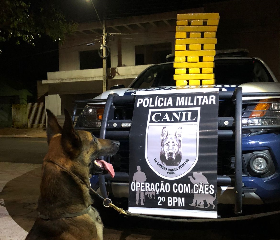 Os cachorros do canil ajudam no trabalho policial, e na apreensão na região - Divulgação/ Polícia Militar