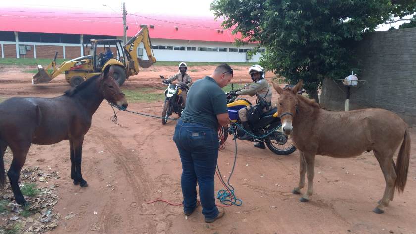 A Equipe de Fiscalização da Semea atendeu casos de animais de grande porte extremamente debilitados, soltos nas vias e sem nenhum cuidado - Divulgação/Assessoria