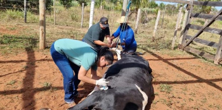 A diretora de Agronegócio, Amanda Pivotto, destaca que com este suporte, diversos criadores puderam ter um avanço com a saúde do gado e do rebanho - Divulgação/Assessoria