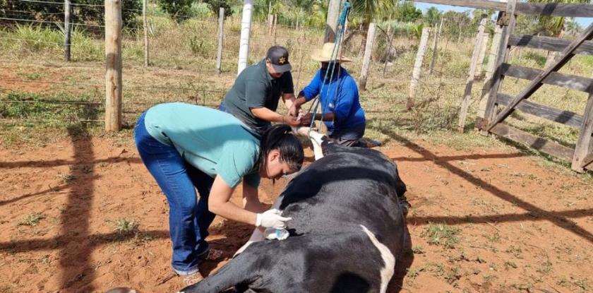 A diretora de Agronegócio, Amanda Pivotto, destaca que com este suporte, diversos criadores puderam ter um avanço com a saúde do gado e do rebanho - Divulgação/Assessoria