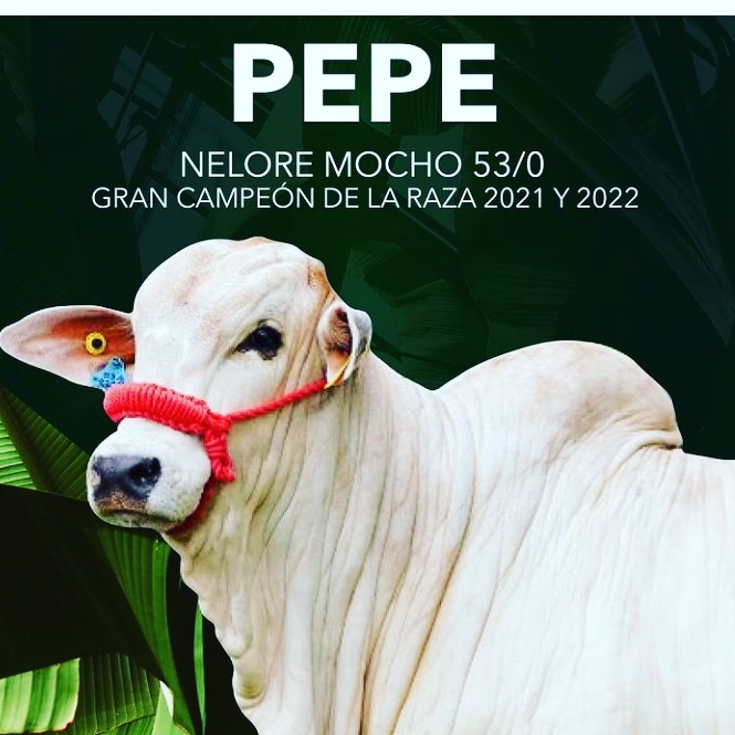 Seu pai é "Carlo', Grande Campeão, em 2020. Filho e neto do Ornado do Leblon, os animais são de propriedade do Rancho Prado Verde, da província de Tabasco, de Luiz Perez Mari, um dos maiores produtores de banana e peixes do México. - DIVULGAÇÃO