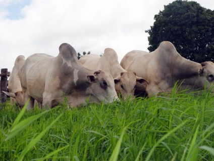 Marca-conceito CBC valoriza sistemas pecuários que não possuem o componente florestal, mas que têm potencial de mitigar emissões de gases de efeito estufa (GEEs) - Foto: Divulgação Embrapa
