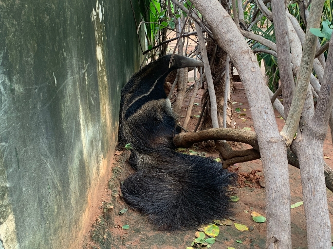 Os moradores do local já acionaram a Policia Militar Ambiental e estão aguardando o resgate do animal - Divulgação/Beatriz Benedeti