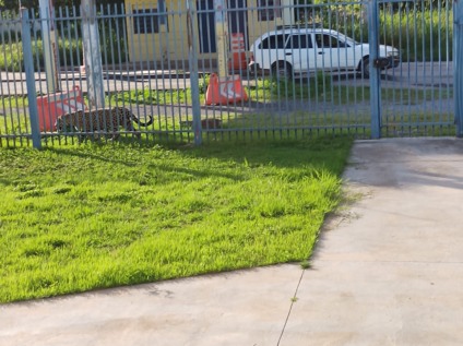 - Foto: Divulgação