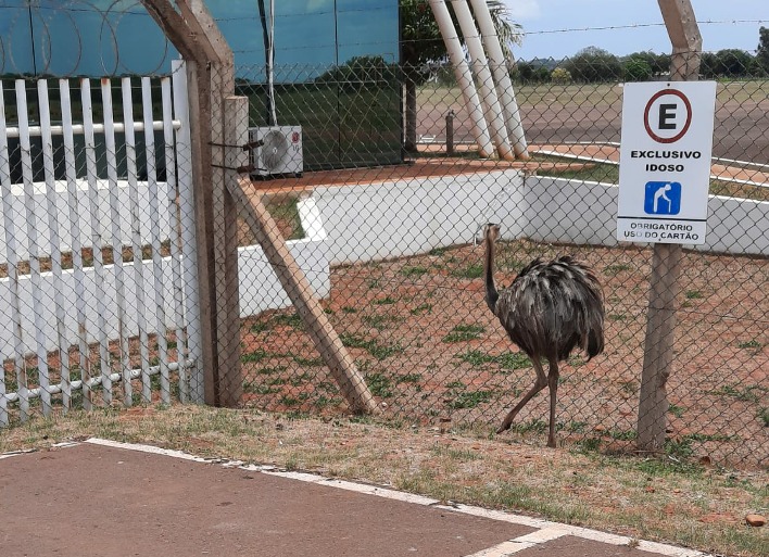 Em 2022 foram capturados 286 animais pela PMA de Três Lagoas - Divulgação/PMA