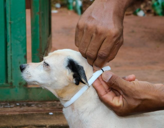 Ao todo participam do Encoleira Cão, 609 animais moradores do bairro Santa Júlia, Vila Alegre e Santa Rita, desse total 115 testaram positivo para Leishmaniose. - Divulgação/Assessoria