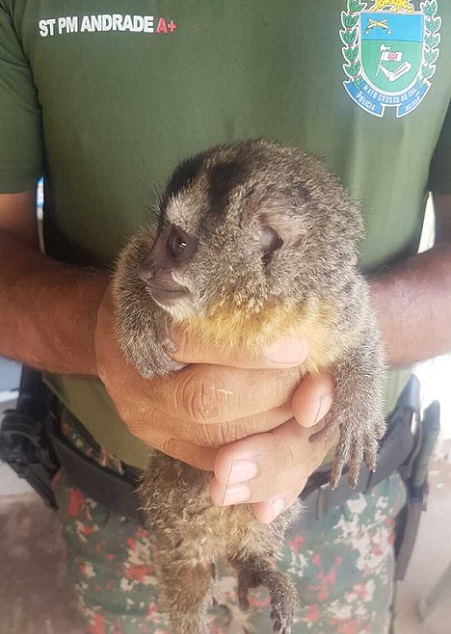 Macaco-da-noite precisou ser resgatado pela Polícia Militar Ambiental - Foto: Divulgação/PMA