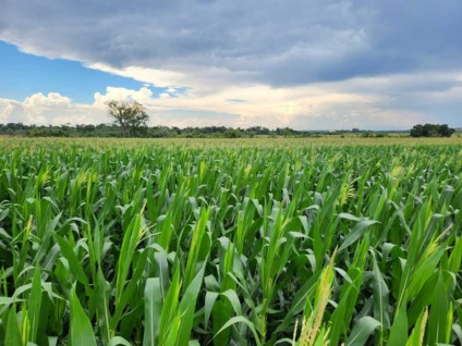 Clima estendeu período de semeadura do milho - Foto: Assessoria de Imprensa