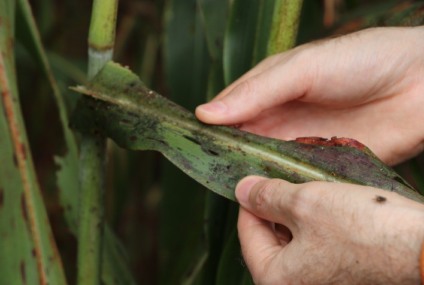 A fumagina é um fungo que ataca a cultura do milho e pode provocar a desfolha das plantas - Foto: Divulgação