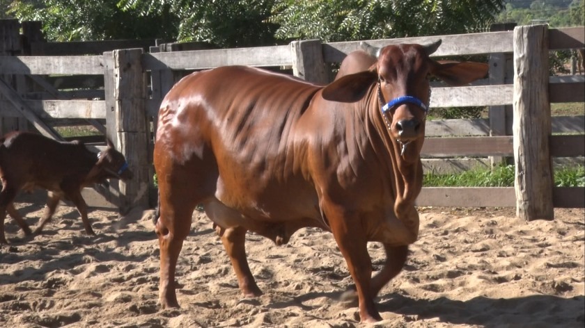 Os animais pertencem a criação do proprietário Ângelo Tibery da fazenda São João - Divulgação/TVC