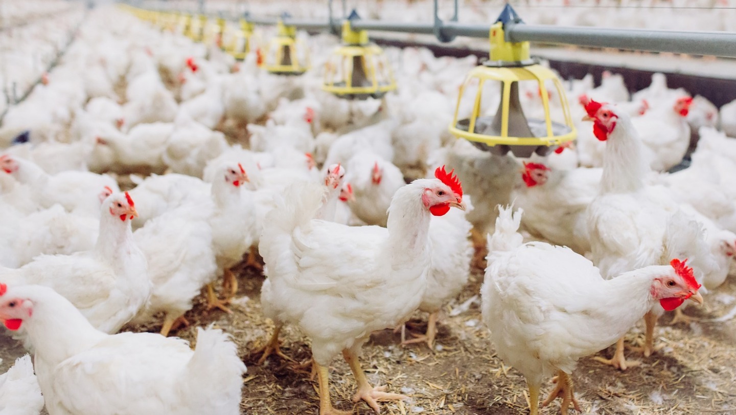 Em Mato Grosso Sul, as suspeitas da doença devem ser informadas a Iagro - Foto: Reprodução