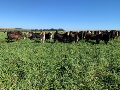 Segundo avaliação técnica de agrônomos que acompanham a produção em lavouras e áreas desta região, o consórcio milho-safrinha consorciado a pastagem tambdm contribui para a conservação do solo e maior sustentabilidade na produção agrícola e pecuária - Foto:Vanessa Bordin