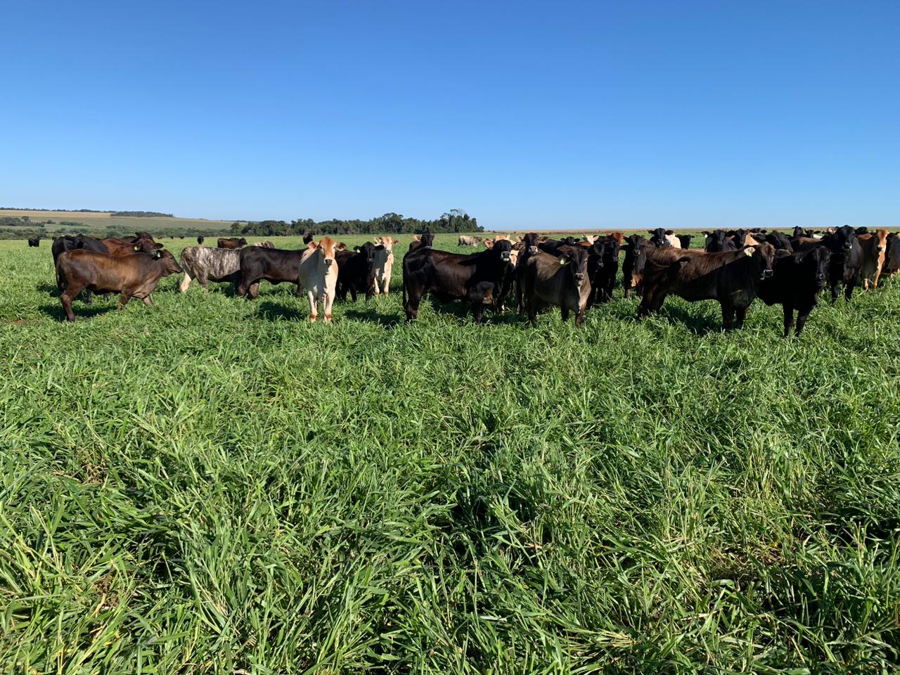 Segundo avaliação técnica de agrônomos que acompanham a produção em lavouras e áreas desta região, o consórcio milho-safrinha consorciado a pastagem tambdm contribui para a conservação do solo e maior sustentabilidade na produção agrícola e pecuária - Foto:Vanessa Bordin
