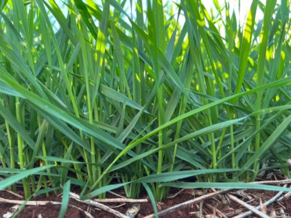 Mesmo tendo o cultivo em regiões mais frias, o grão tem se desenvolvido bem em Mato Grosso do Sul - Foto:Vanessa Bordin
