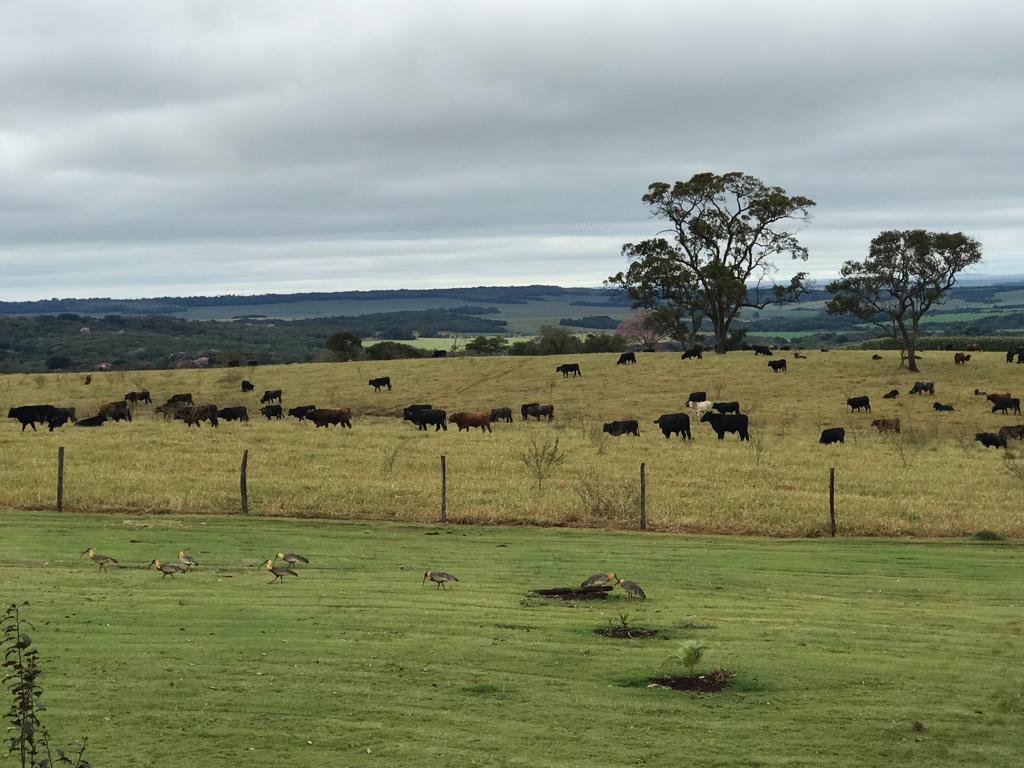 Considerada a capital da integração Lavoura-Pecuária, Maracaju, no Centro-Oeste do Estado adota esse sistema que contribui para a sustentabilidade ambiental, aliando agricultura com pastagem, o que vem de encontro com a política do Estado - Foto:Vanessa Bordin