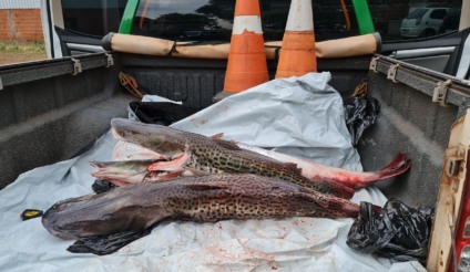 Tamanho máximo de pintado para pesca é 125cm - Foto: Divulgação/PMA