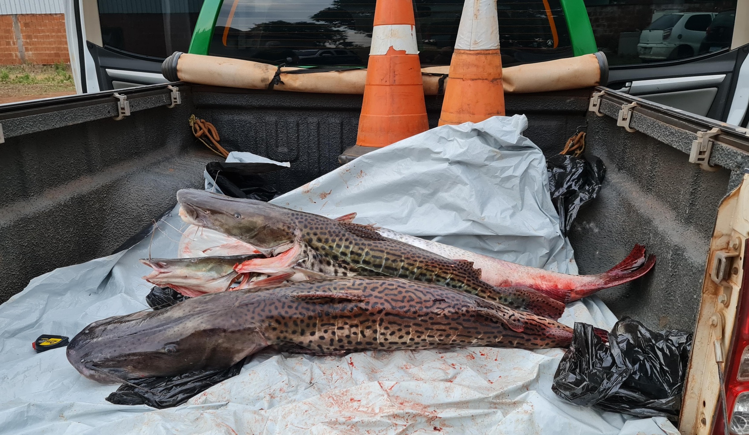 Tamanho máximo de pintado para pesca é 125cm - Foto: Divulgação/PMA