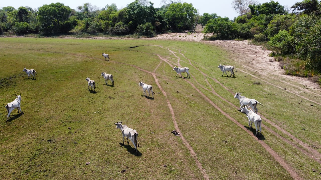 Rebanho de 446 cabeças de gado estava em estado de desnutrição - Foto: Divulgação/PMA