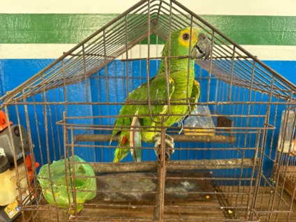 Animais, incluindo o Papagaio Verdadeiro, foram encaminhados ao CRAS de Campo Grande - Foto: Divulgação/PMA