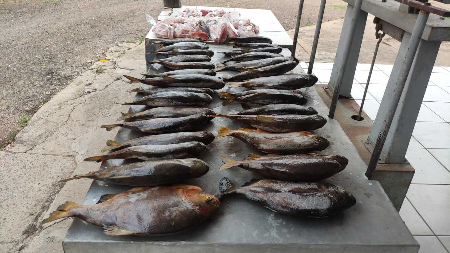 Homem apresentou 75kg de pescado - Foto: Divulgação/PMA