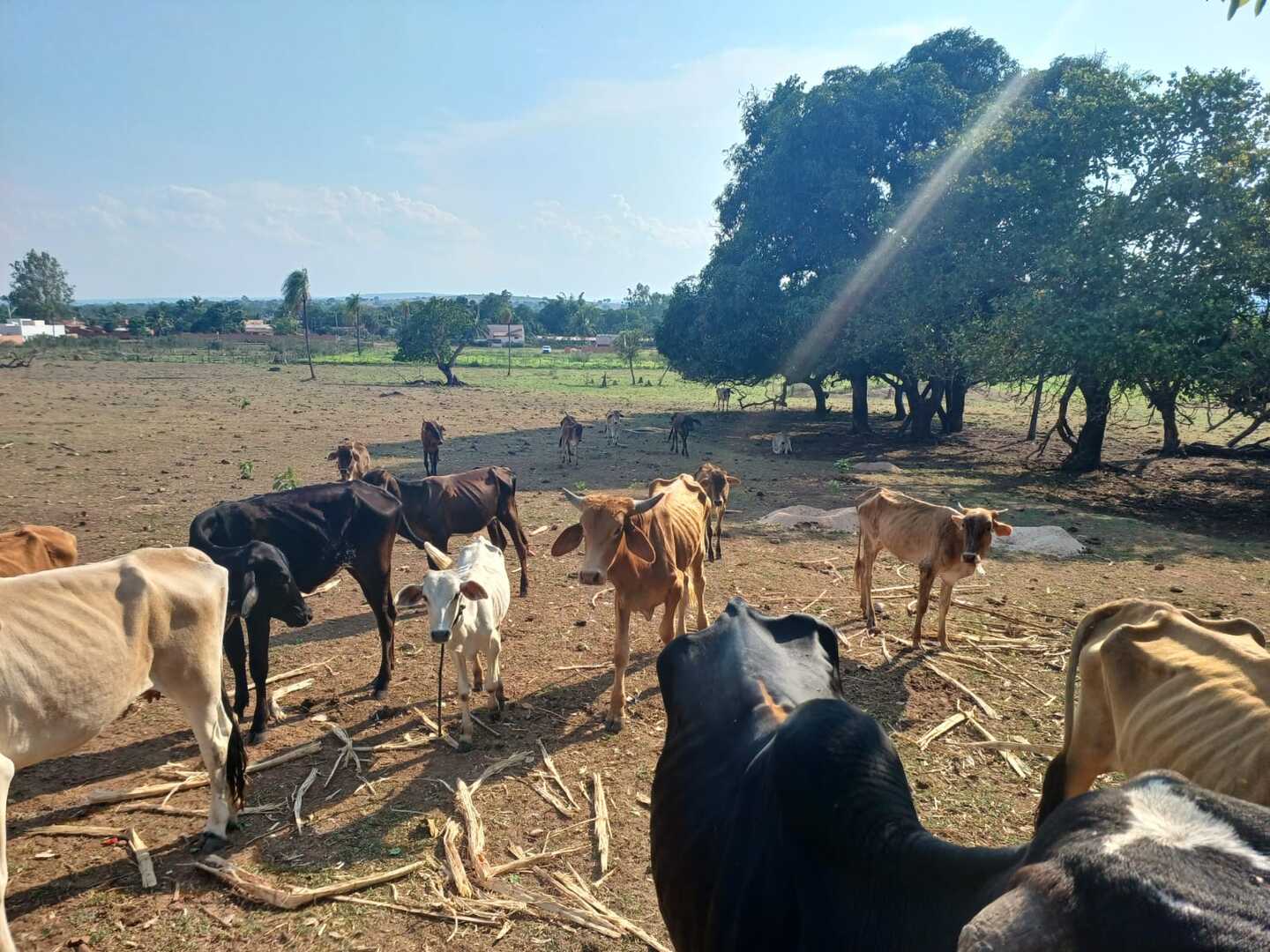 Homem já havia sido orientado a proporcionar alimentação necessária para os animais em outras três ocasiões - Foto: Divulgação/PMA