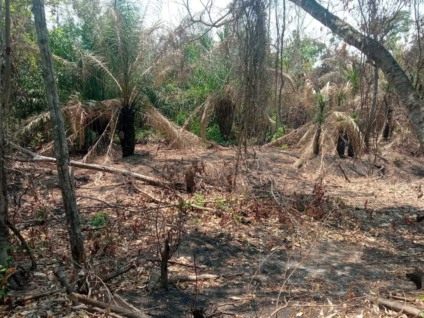 cerca de um hectare de vegetação nativa havia sido desmatada - Foto: Divulgação/PMA cerca de um hectare de vegetação nativa havia sido desmatada - Foto: Divulgação/PMA