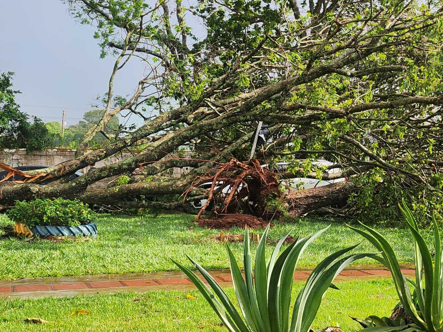 Temperaturas altas acaba sendo prejudicial para a agricultura também - Foto: Erlon Miserkoswiski