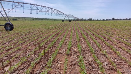 Lavoura de soja na região de Maracaju com irrigação, mecanismo que traz mais eficiência na produção de grãos - Foto: Assessoria