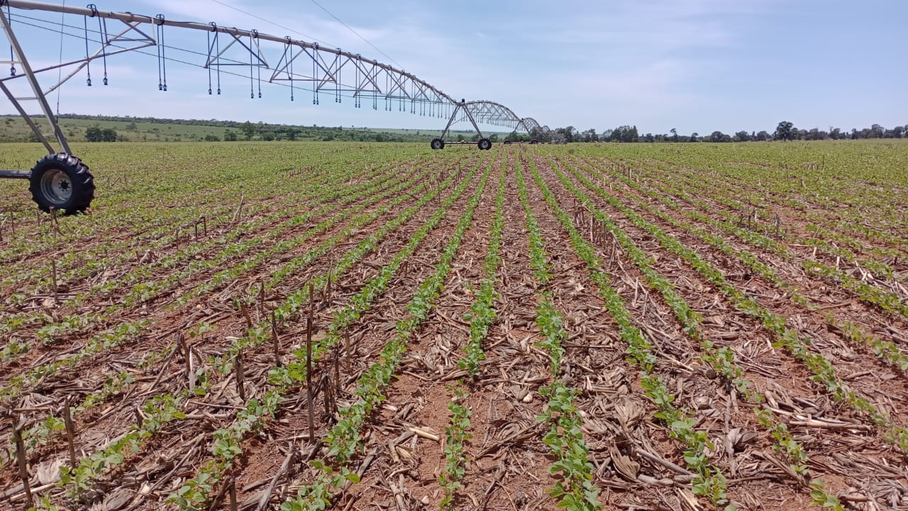 Lavoura de soja na região de Maracaju com irrigação, mecanismo que traz mais eficiência na produção de grãos - Foto: Assessoria