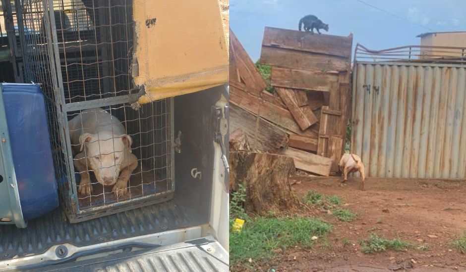 Cão matou pelo menos quatro gatos na região oeste da capital - Foto: Divulgação/GCM