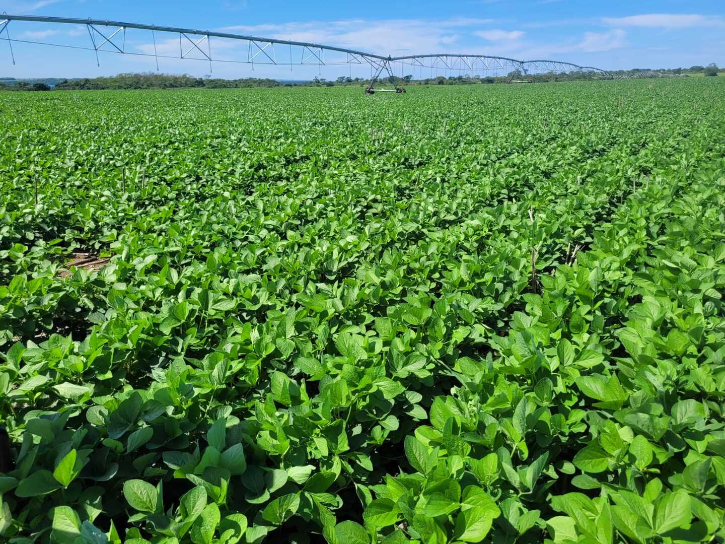 Em Maracaju, a irrigação na agricultura é adotada há alguns anos por muitos produtores - Foto: Assessoria de Imprensa