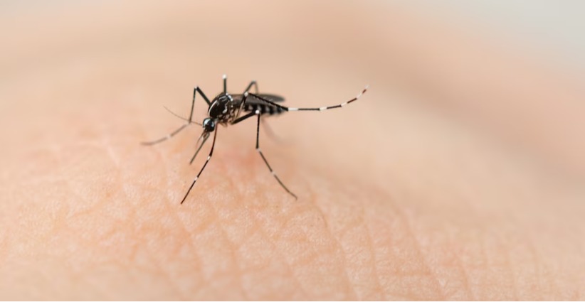 Mosquito é transmissor de arboviroses como Dengue