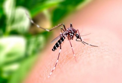 Mosquito aedes aegypti que transmite dengue, zika e chikungunya - Foto: Divulgação/Portal Min Saúde