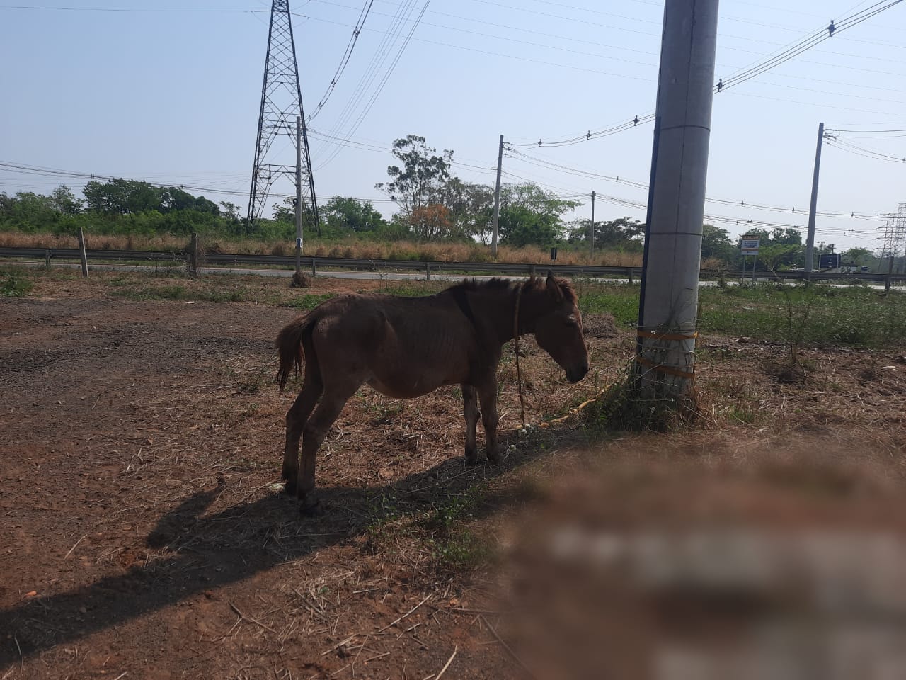 Animal estava amarrado à um poste sob o sol quente e sem água - Alfredo Neto/JPNews