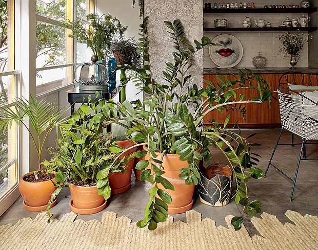 Consultora orienta investir em plantas naturais em casa - Foto: Reprodução/ Casa e Jardim