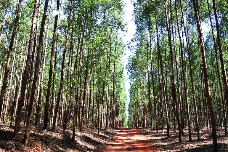 Eucalipto MS deve saltar de 1,4 milhões para 2 milhões de hectares plantados. - Foto: Divulgação