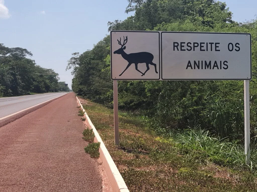 Motorista que pega a estrada deve ficar atento a travessia de animais silvestres - Foto: Reprodução/ICAS