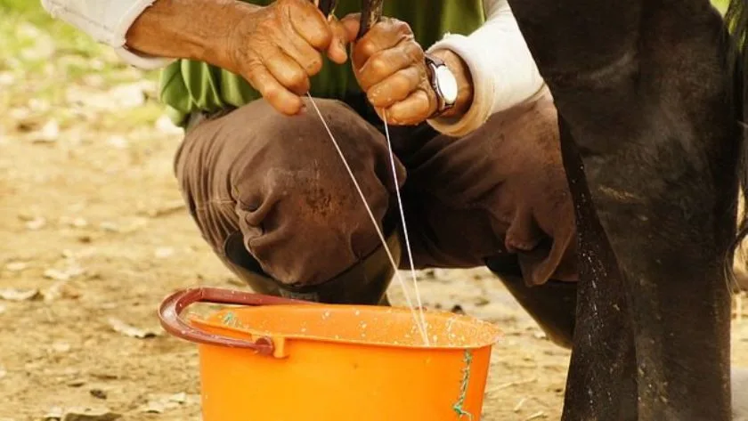 O evento tem como objetivo principal demonstrar a capacidade produtiva dos animais bovinos leiteiros. - Foto: Reprodução/Prefeitura de Três Lagoas