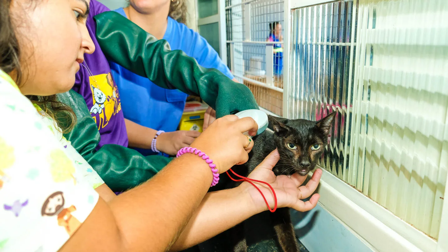 Ação itinerante leva atendimento gratuito para cães e gatos - Foto: Reprodução/PMCG