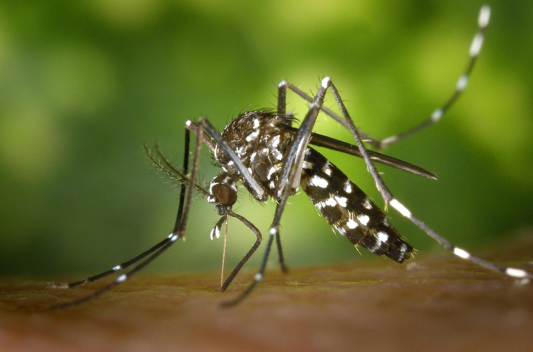 Mosquito é transmissor de arboviroses como Dengue, Zika e Chikungunya - Foto de Pixabay